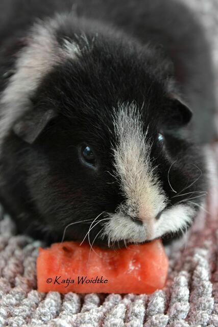 An heißen Tagen erfrischen sich unsere Meerschweinchen gerne mit Wassermelone (Foto: Katja Woidtke) | Foto: Katja Woidtke