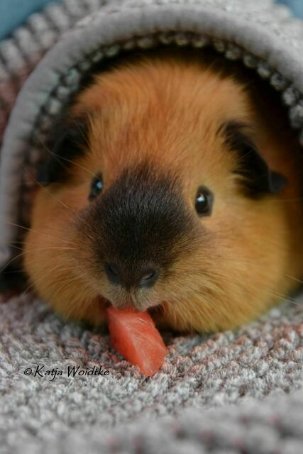 Unsere Meerschweinchen lieben an heißen Sommertagen ein erfrischendes Stück Wassermelone (Foto: Katja Woidtke) | Foto: Katja Woidtke