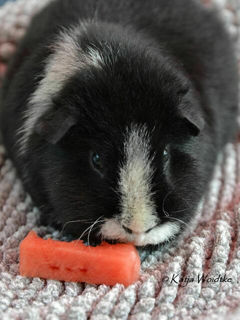 An heißen Tagen erfrischen sich unsere Meerschweinchen gerne mit Wassermelone (Foto: Katja Woidtke) | Foto: Katja Woidtke