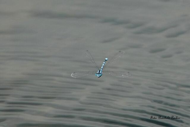 Becherjungfer im Flug !
