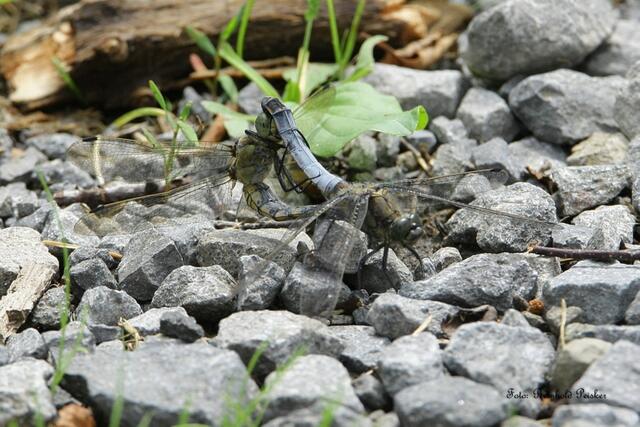 Paarungsrad, Großer Blaupfeil im Schotter, kaum zu sehen.