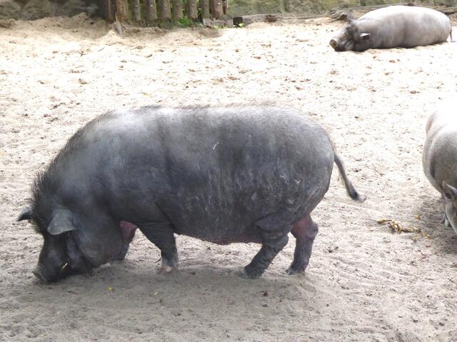 Vietnamesisches Hängebauchschwein.