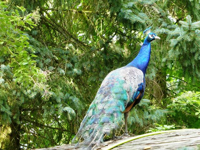 Der Blaue Pfau.