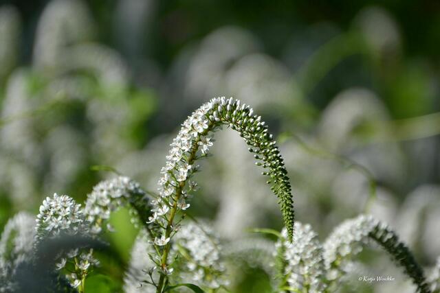 Partie durch den Stadtpark Hannover - der Schnee-Felberich (Lysimachia clethroides) erinnert durch seinen gebogenen Blütenstand an einen Entenschnabel (Foto: Katja Woidtke) | Foto: Katja Woidtke