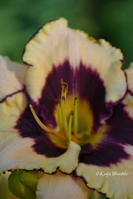 Partie durch den Stadtpark Hannover - die Blüten der Taglilien (Hemerocallis) sind bunte Farbtupfer an den Wasserbecken (Foto: Katja Woidtke) | Foto: Katja Woidtke
