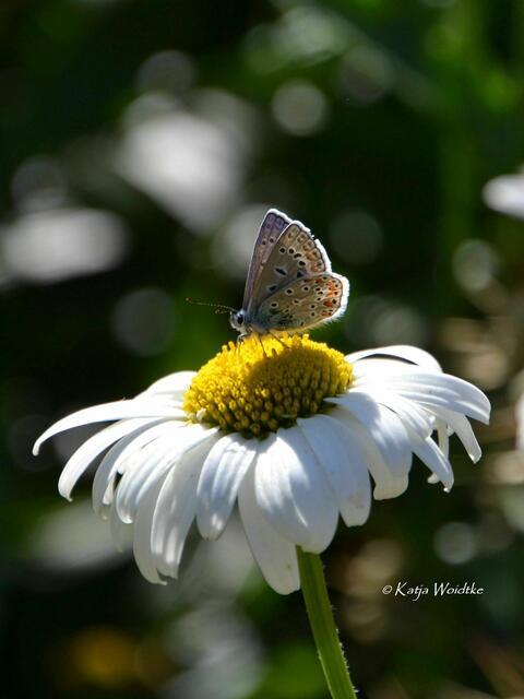 Partie durch den Stadtpark Hannover - Bläuling (Foto: Katja Woidtke) | Foto: Katja Woidtke