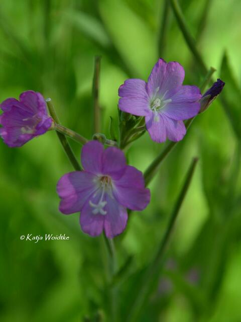 Partie durch den Stadtpark Hannover - Storchschnabel (Geranium) (Foto: Katja Woidtke) | Foto: Katja Woidtke
