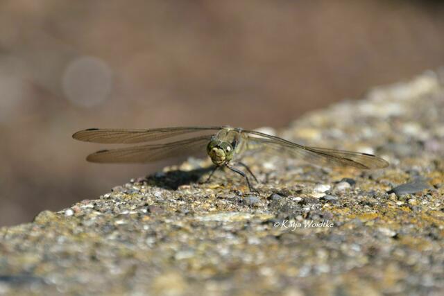 Partie durch den Stadtpark Hannover - Weibchen Großer Blaupfeil (Orthetrum cancellatum) (Foto: Katja Woidtke) | Foto: Katja Woidtke