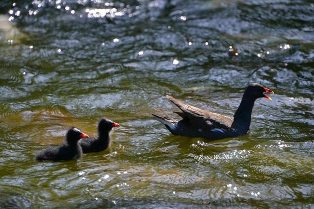 Partie durch den Stadtpark Hannover - Teichhuhn (Gallinula chloropus) mit Nachwuchs (Foto: Katja Woidtke) | Foto: Katja Woidtke