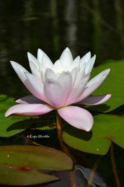 Partie durch den Stadtpark Hannover - Seerose (Nymphula) (Foto: Katja Woidtke) | Foto: Katja Woidtke