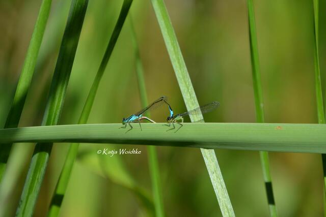 Partie durch den Stadtpark Hannover - Große Pechlibelle (Ischnura elegans) im Paarungsrad (Foto: Katja Woidtke) | Foto: Katja Woidtke