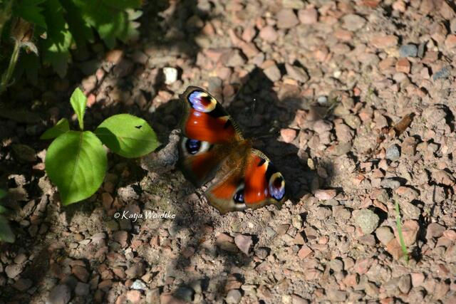 Partie durch den Stadtpark Hannover -  Tagpfauenauge (Aglais io) (Foto: Katja Woidtke) | Foto: Katja Woidtke