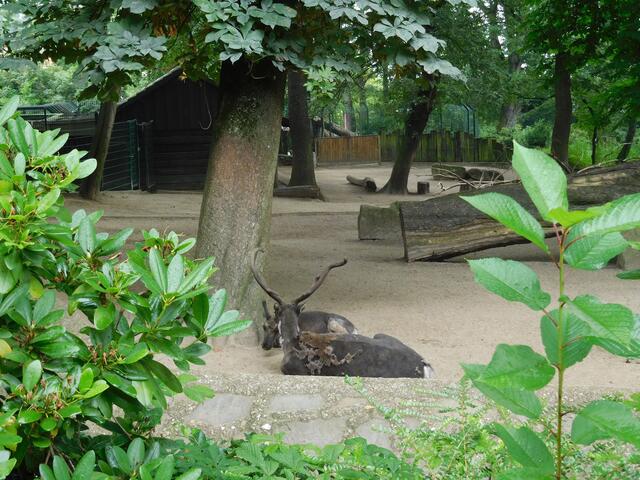 Rentiere im Zoo Duisburg