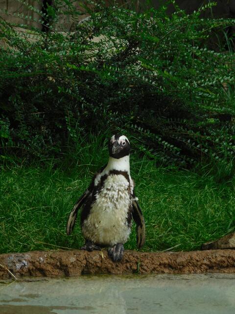 Ein Brillenpinguin im Zoo Duisburg