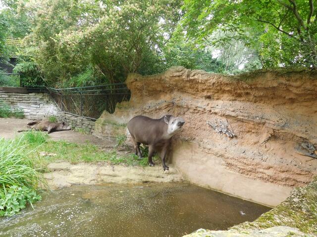 Flachlandtapire im Zoo Duisburg