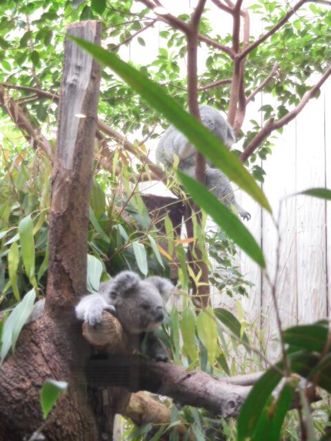 Der Zoo Duisburg ist bekannt für seine Koalas.