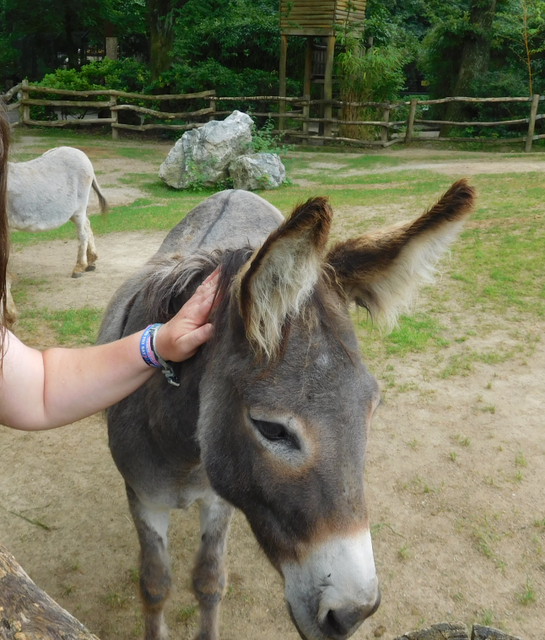 Ein Esel im Streichelzoo des Zoo Duisburg