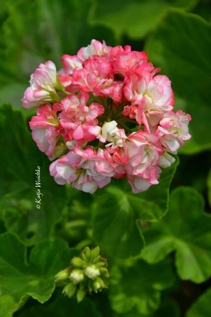 Pelargonien im Berggarten - duftende Sonderschau im Schmuckhof: Pelargonium "Appleblossom Rosebud" (Foto: Katja Woidtke) | Foto: Katja Woidtke
