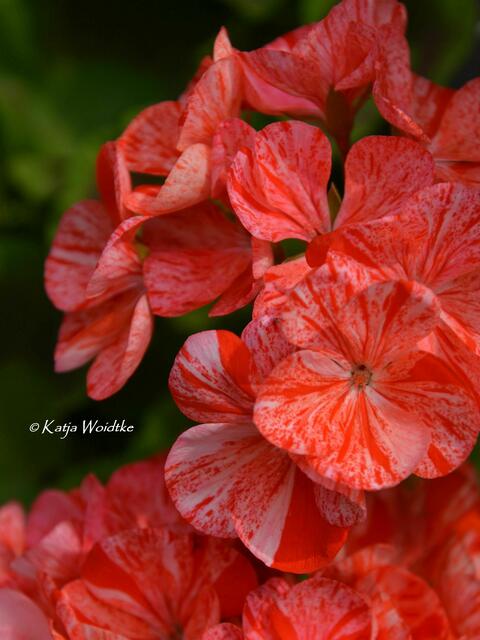Pelargonien im Berggarten - duftende Sonderschau im Schmuckhof: Pelargonium "Avenia Mosaic Red" (Foto: Katja Woidtke) | Foto: Katja Woidtke