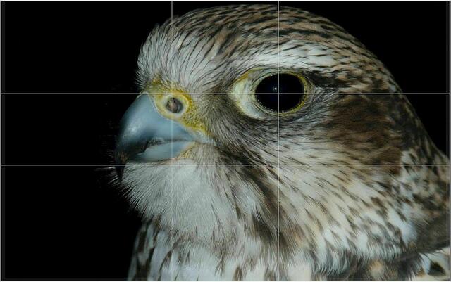 Falkenkopf, Auge im Kreuzungspunkt.