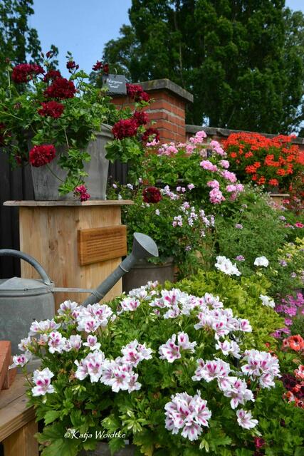 Pelargonien im Berggarten - duftende Sonderschau im Schmuckhof (Foto: Katja Woidtke) | Foto: Katja Woidtke
