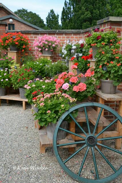 Pelargonien im Berggarten - duftende Sonderschau im Schmuckhof (Foto: Katja Woidtke) | Foto: Katja Woidtke