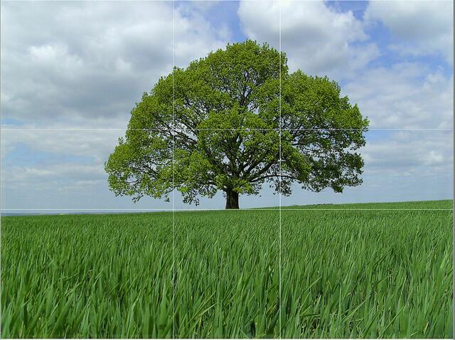 Baum mittig, Horizontlinie untere gS-Linie