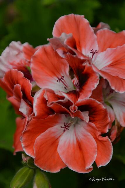 Pelargonien im Berggarten - duftende Sonderschau im Schmuckhof: Pelargonium "Mandarin" (Foto: Katja Woidtke) | Foto: Katja Woidtke