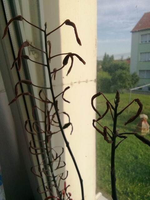 Kugelkatusblüte - ﻿Temperaturen :Nachts 15,3 Grad / 10:41 h. 21,6 Grad / Nachmittags: 24,4 Grad     8.8.2021 !!! Sonntagsbilder 2021 !!!