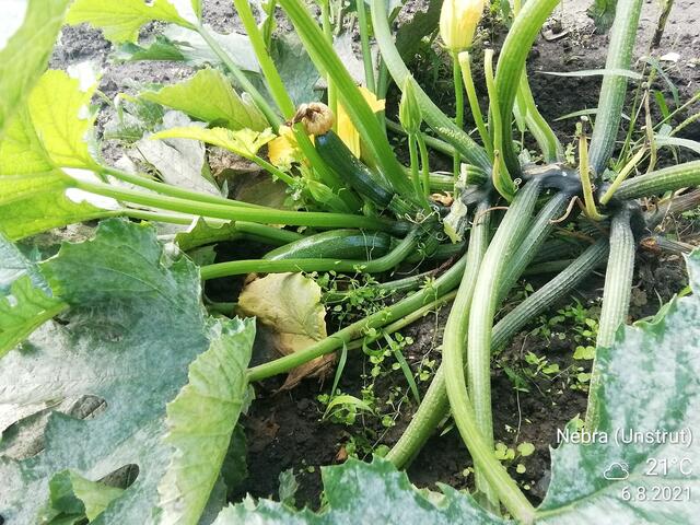 Zucchini - ﻿Temperaturen :Nachts 15,3 Grad / 10:41 h. 21,6 Grad / Nachmittags: 24,4 Grad     8.8.2021 !!! Sonntagsbilder 2021 !!!