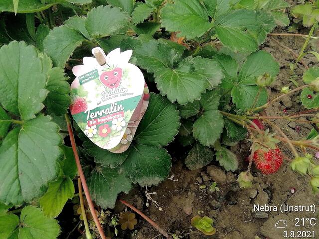 Erdbeeren - ﻿Temperaturen :Nachts 15,3 Grad / 10:41 h. 21,6 Grad / Nachmittags: 24,4 Grad     8.8.2021 !!! Sonntagsbilder 2021 !!!
