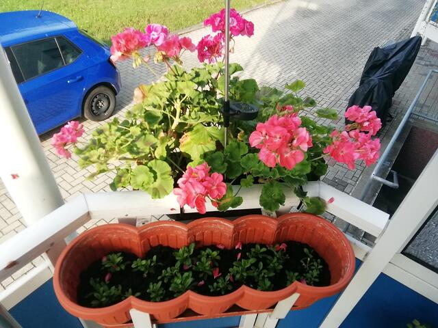Balkon - ﻿Temperaturen :Nachts 15,3 Grad / 10:41 h. 21,6 Grad / Nachmittags: 24,4 Grad     8.8.2021 !!! Sonntagsbilder 2021 !!!