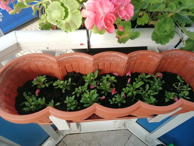 Chrysanthemen - ﻿Temperaturen :Nachts 15,3 Grad / 10:41 h. 21,6 Grad / Nachmittags: 24,4 Grad     8.8.2021 !!! Sonntagsbilder 2021 !!!
