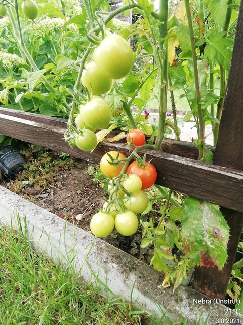 Tomaten - ﻿Temperaturen :Nachts 15,3 Grad / 10:41 h. 21,6 Grad / Nachmittags: 24,4 Grad     8.8.2021 !!! Sonntagsbilder 2021 !!!
