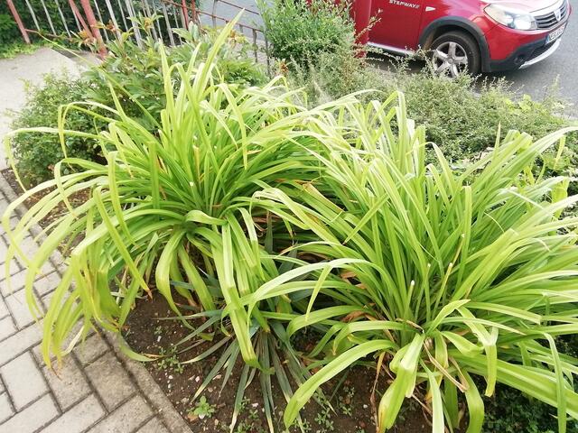 Lilien - ﻿Temperaturen :Nachts 15,3 Grad / 10:41 h. 21,6 Grad / Nachmittags: 24,4 Grad     8.8.2021 !!! Sonntagsbilder 2021 !!!