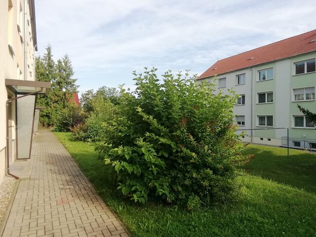 Sommerflieder - ﻿Temperaturen :Nachts 15,3 Grad / 10:41 h. 21,6 Grad / Nachmittags: 24,4 Grad     8.8.2021 !!! Sonntagsbilder 2021 !!!