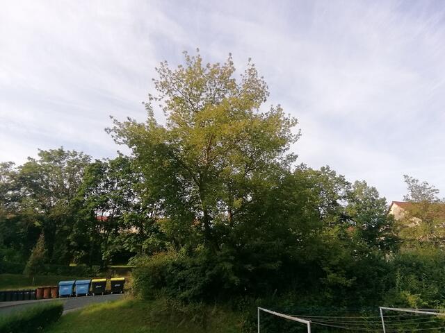 ﻿Temperaturen :Nachts 15,3 Grad / 10:41 h. 21,6 Grad / Nachmittags: 24,4 Grad     8.8.2021 !!! Sonntagsbilder 2021 !!!