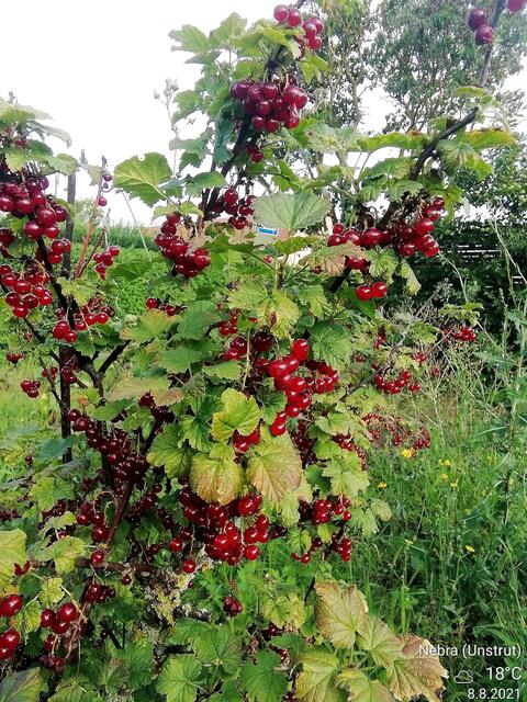 Johannisbeeren geerntet - ﻿Temperaturen :Nachts 15,3 Grad / 10:41 h. 21,6 Grad / Nachmittags: 24,4 Grad     8.8.2021 !!! Sonntagsbilder 2021 !!!
