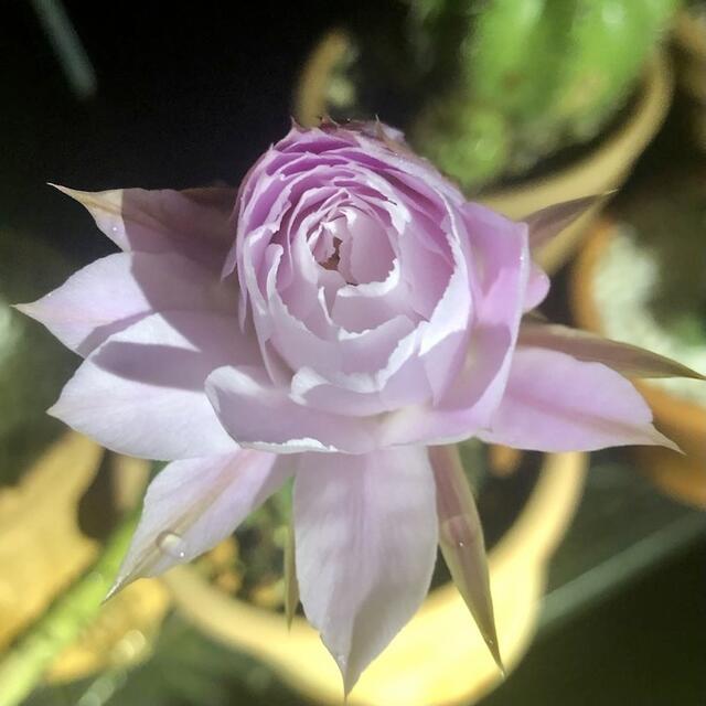 Nachtbild des Kaktus mit den 2 Blüten