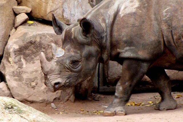 Ein große Artensterben hat, durch den Menschen verursacht, längst begonnen. Das davor letzte ist 66 Millionen Jahre her. In freier Wildbahn werden viele Tiere nicht überleben können. Wir nehmen ihnen den Lebensraum. Andere, auch Großtiere, sind schon oder werden ausgerottet.