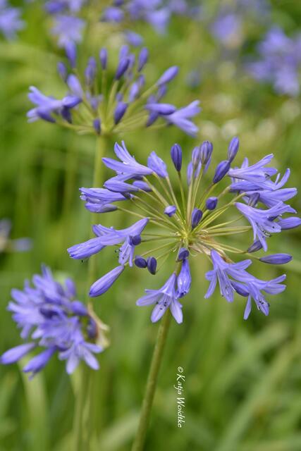 Summertime - Begegnungen im sommerlichen Berggarten:  Schmucklilie (Agapanthus) (Foto: Katja Woidtke) | Foto: Katja Woidtke