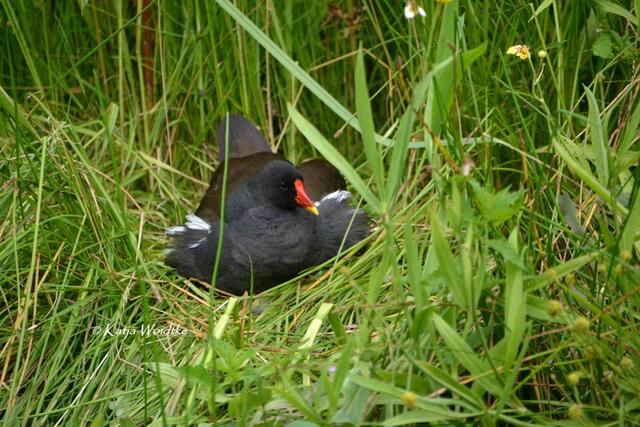 Summertime - Begegnungen im sommerlichen Berggarten: Teichhuhn (Gallinula chloropus) (Foto: Katja Woidtke) | Foto: Katja Woidtke