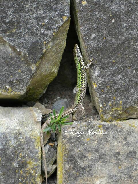 Summertime - Begegnungen im sommerlichen Berggarten: Mauereidechse (Podarcis muralis) im Steingarten (Foto: Katja Woidtke)  | Foto: Katja Woidtke