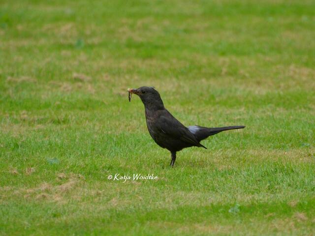 Summertime - Begegnungen im sommerlichen Berggarten: Amsel auf Futtersuche (Foto: Katja Woidtke) | Foto: Katja Woidtke