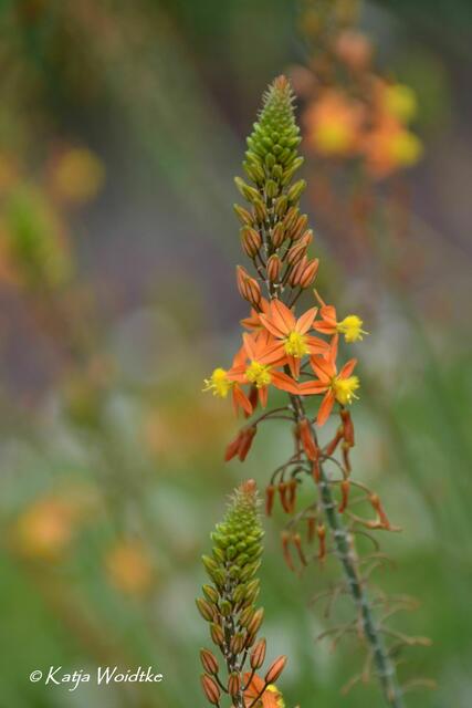 Summertime - Begegnungen im sommerlichen Berggarten: Katzenschwanzpflanze (Bulbine frutescens) (Foto: Katja Woidtke) | Foto: Katja Woidtke