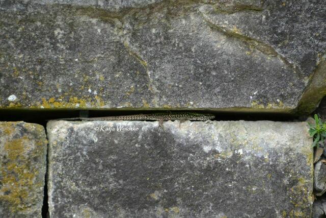 Summertime - Begegnungen im sommerlichen Berggarten: Ritzensitzer (Foto: Katja Woidtke) https://www.myheimat.de/hannover-herrenhausen/natur/auf-der-mauer-auf-der-lauer-d2878909.html | Foto: Katja Woidtke