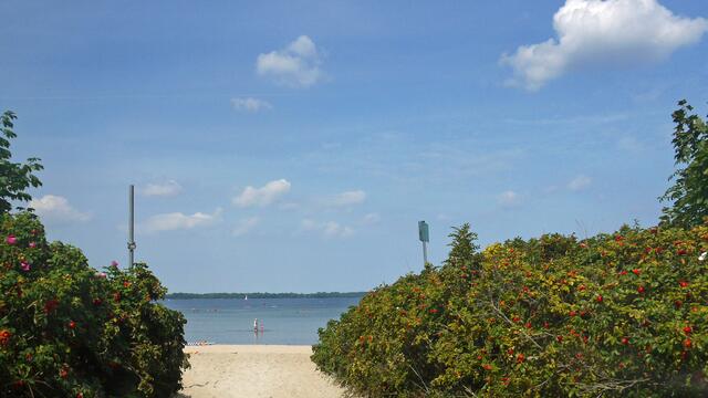Der  Zugang zum Sandstrand der Ostseebucht erfolgt durch die Hecke der Wildrosen. Foto: Helmut Kuzina