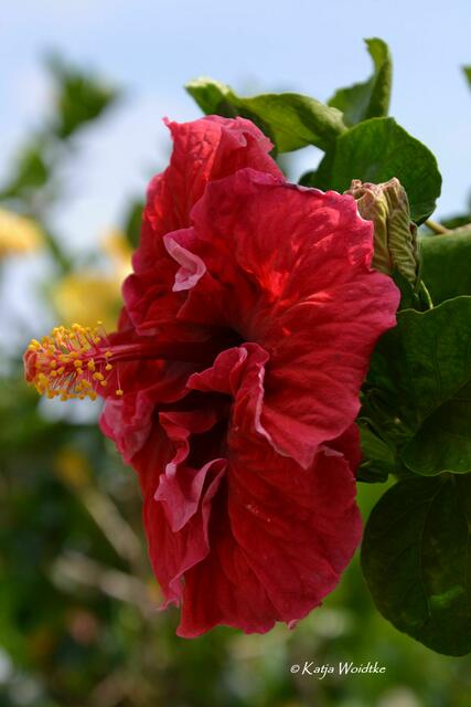 Summertime - Begegnungen im sommerlichen Berggarten: Hibiskus (Foto: Katja Woidtke) | Foto: Katja Woidtke