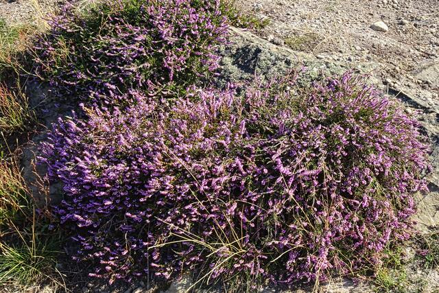 Heidekraut ist auf dem Trockenrasen an den Gegensteinen in voller Blüte