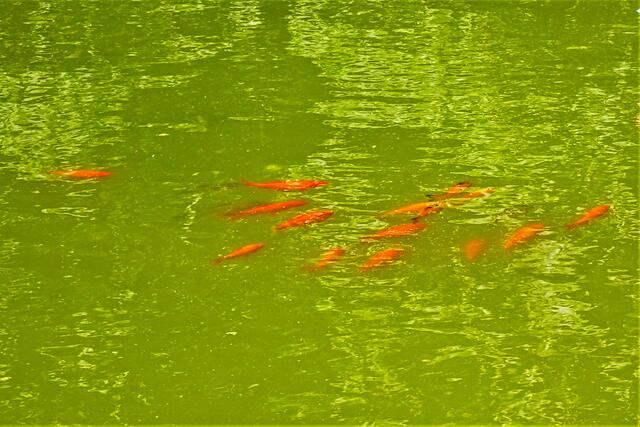 Goldfische im Springbrunnenbecken